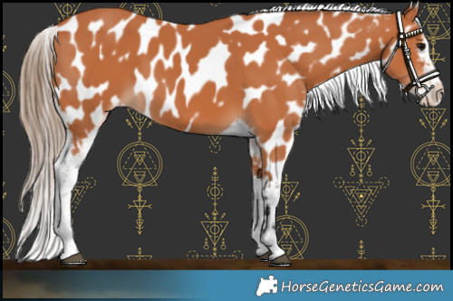 Horse Color:Bay Appaloosa