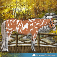 Horse Color:Bay Appaloosa