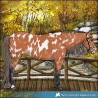 Horse Color:Bay Appaloosa