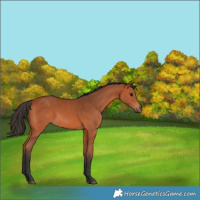 Horse Color:Bay 
