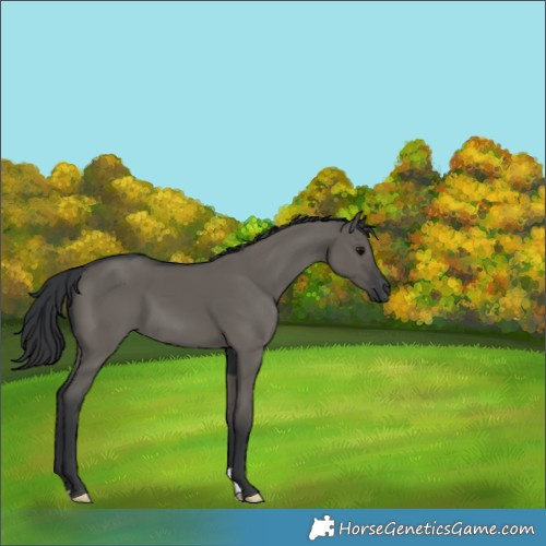 Horse Color:Grullo 