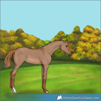 Horse Color:Red Dun 