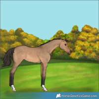 Horse Color:Bay Dun