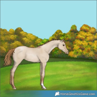 Horse Color:Grullo Pearl 