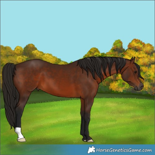 Horse Color:Gray Bay 