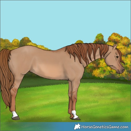 Horse Color:Red Dun