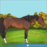 Horse Color:Brown 