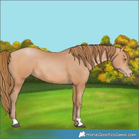 Horse Color:Bay Pearl 