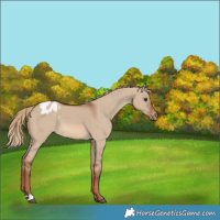 Horse Color:Red Dun Varnish 