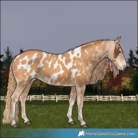 Horse Color:Chestnut Near Leopard 
