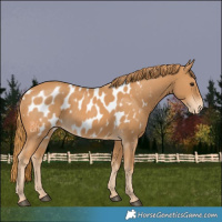 Horse Color:Chestnut Appaloosa
