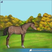 Horse Color:Liver Red Dun Varnish