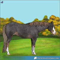 Horse Color:Liver Chestnut Appaloosa
