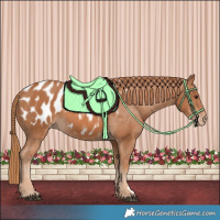 Horse Color:Chestnut Appaloosa 