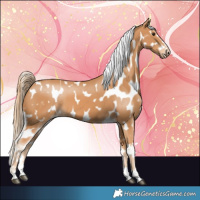 Horse Color:Chestnut Near Leopard 