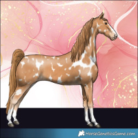 Horse Color:Chestnut Appaloosa