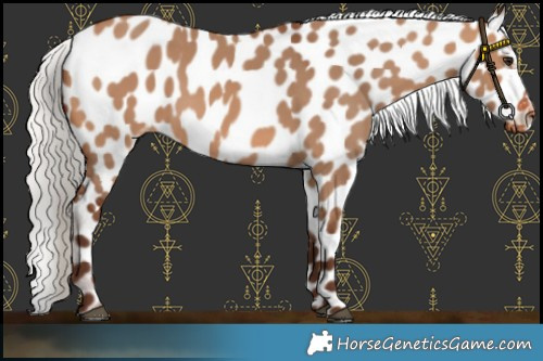 Horse Color:Silver Brown Dun Near Leopard 