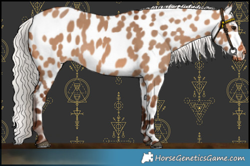 Horse Color:Silver Brown Dun Appaloosa 