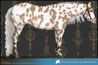 Horse Color:Silver Brown Dun Appaloosa 