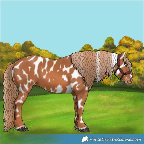 Horse Color:Chestnut Near Leopard 