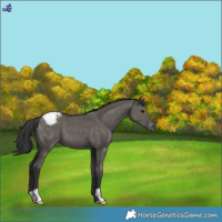 Horse Color:Grullo Varnish Brindle 