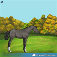 Horse Color:Grullo Brindle 