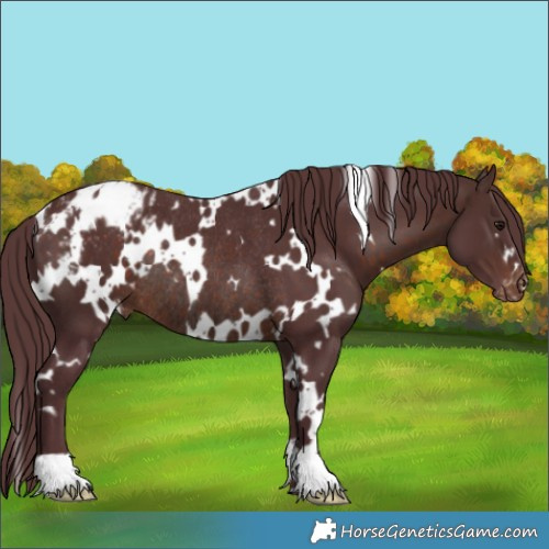 Horse Color:White Spotted Chocolate Brown Blanket Rabicano