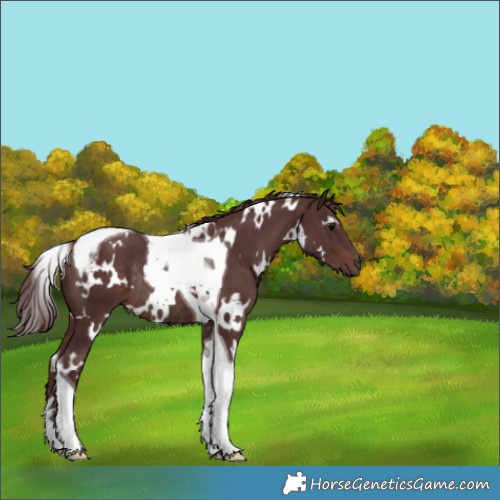Horse Color:White Spotted Chocolate Brown Tobiano Rabicano 