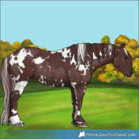 Horse Color:White Spotted Chocolate Brown Rabicano 