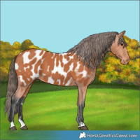 Horse Color:Bay Near Leopard