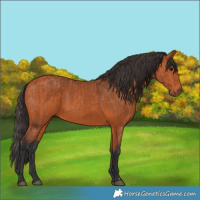 Horse Color:Bay and Bay