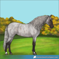 Horse Color:Silver Brown Roan 