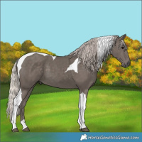 Horse Color:Silver Black Tobiano 
