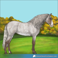 Horse Color:Silver Blue Roan Frame 