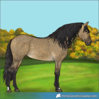 Horse Color:Buckskin Dun 