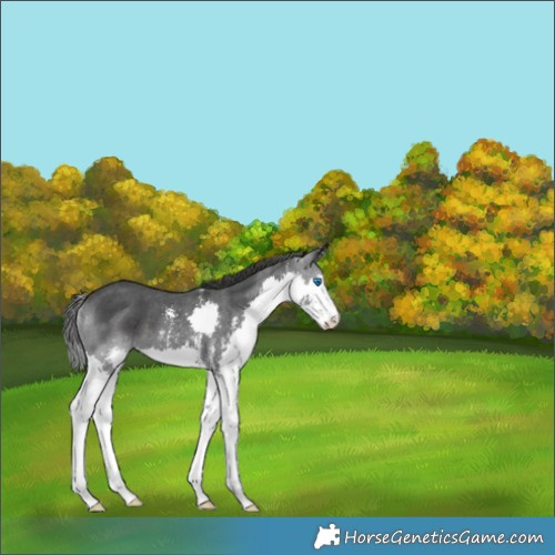 Horse Color:Black Sabino Splash 