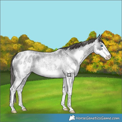 Horse Color:Blue Roan Splash Appaloosa Rabicano 
