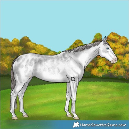 Horse Color:Blue Roan Splash Blanket Rabicano 