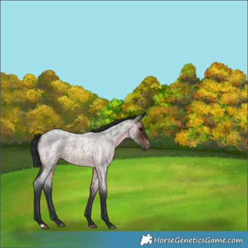 Horse Color:Brown Roan 