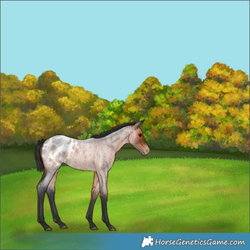 Horse Color:Brown Roan Appaloosa Rabicano 
