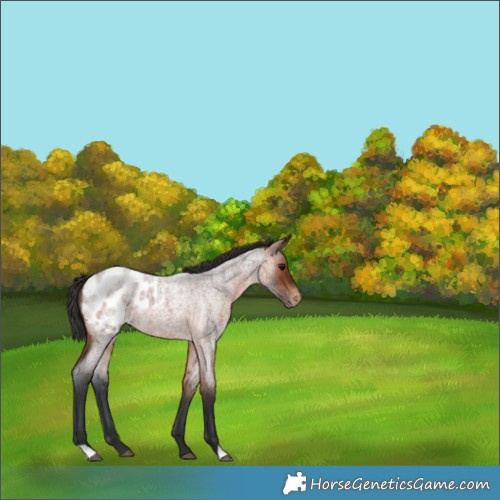 Horse Color:Brown Roan Appaloosa 