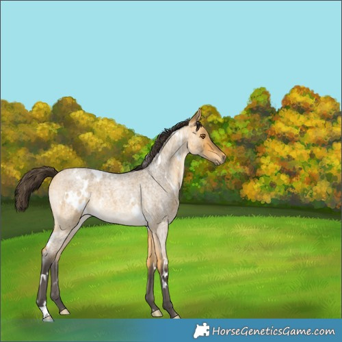 Horse Color:White Spotted Buckskin Roan Rabicano 