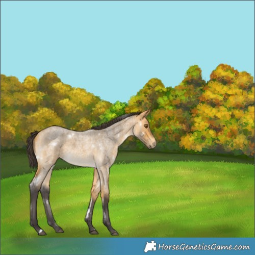 Horse Color:White Spotted Buckskin Roan 