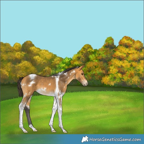 Horse Color:White Spotted Buckskin Tobiano 