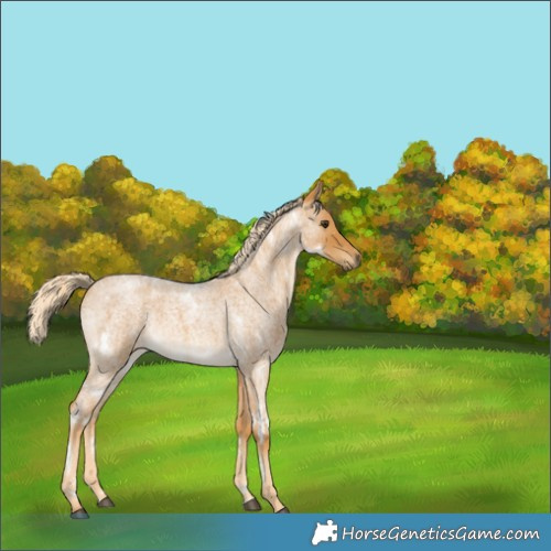 Horse Color:White Spotted Palomino Roan Rabicano 