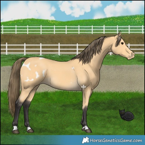 Horse Color:Buckskin Blanket 