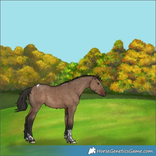 Horse Color:Liver Red Dun Tobiano Rabicano Brindle 