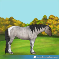 Horse Color:Brown Roan Dun Tobiano Rabicano