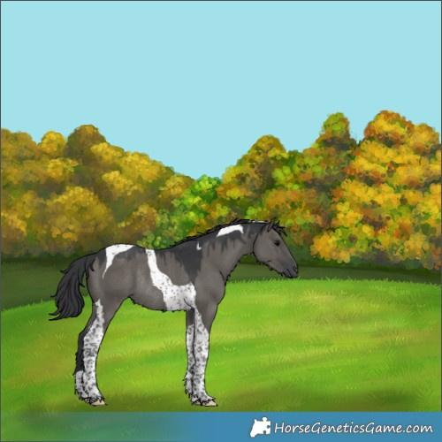 Horse Color:Grullo Tobiano Rabicano 