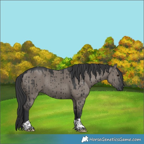 Horse Color:Grullo Tobiano Rabicano Brindle 